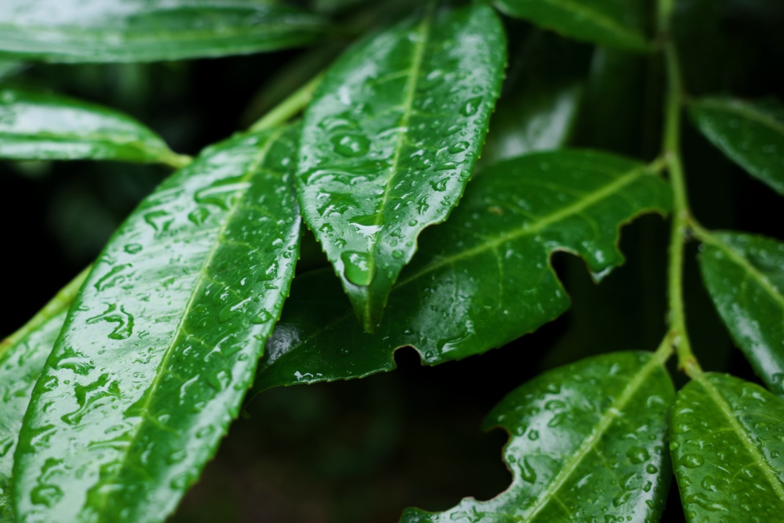 Rain drops on cherry laurel